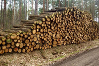 Hochwertiges Eichenstammholz