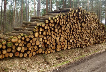 Hochwertiges Eichenstammholz