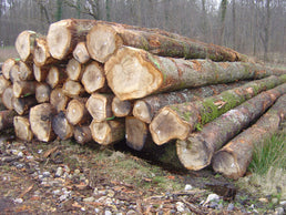 Eschenstammholz