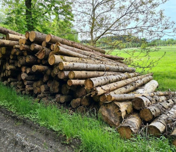 Fichtenstammholz