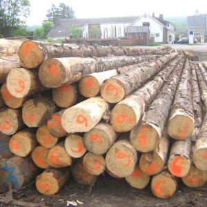 Gemischtes Laub-Hartholz Stammholz