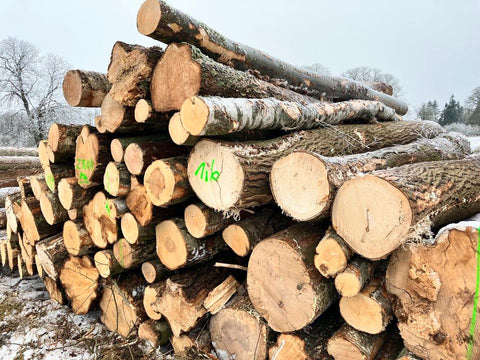 Waldkiefer Stammholz